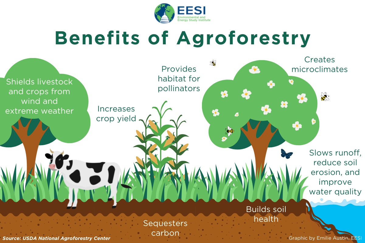 IV. Types of Agroforestry Systems