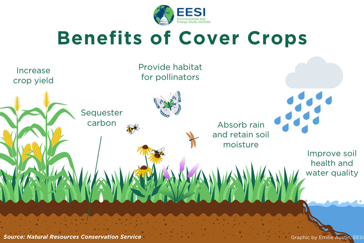 Cover Crops for Climate Change Adaptation and Mitigation | Article | EESI