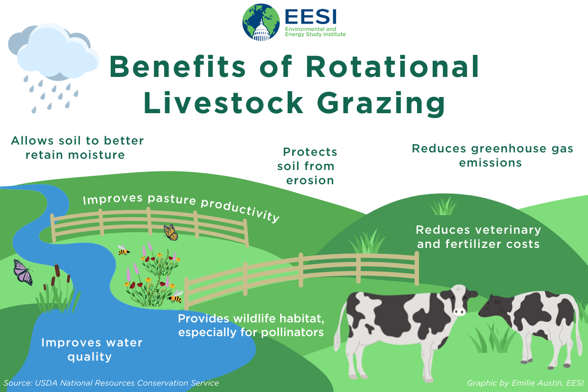 The Climate and Economic Benefits of Rotational Livestock Grazing | Article  | EESI