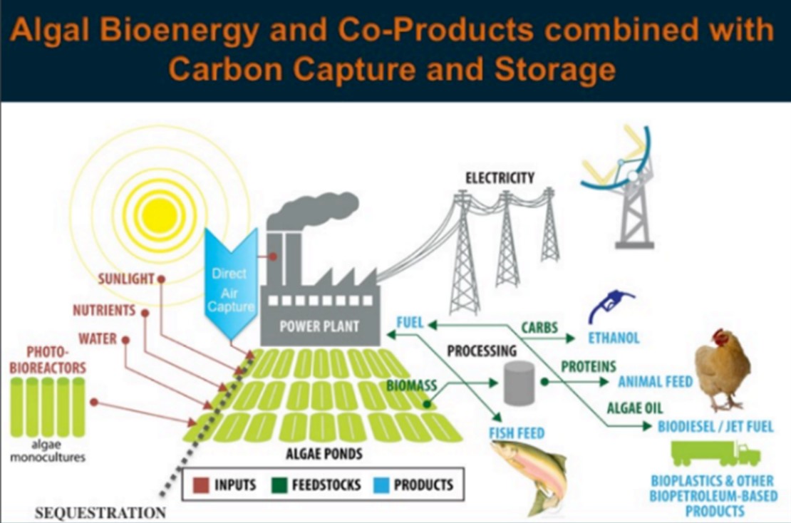 CARBON CAPTURE BY ALGAE