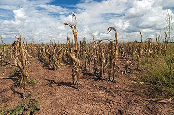 Corn shows the affect of drought in Texas (August 2013). Courtesy: USDA/Bob Nichols