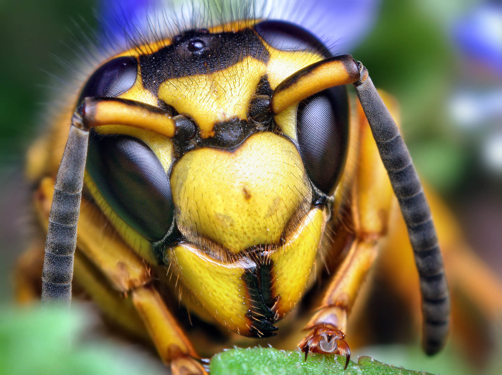Face_of_a_Southern_Yellowjacket_Queen_(Vespula_squamosa)_-_Opo_Terser_-_Lower_Quality.jpg