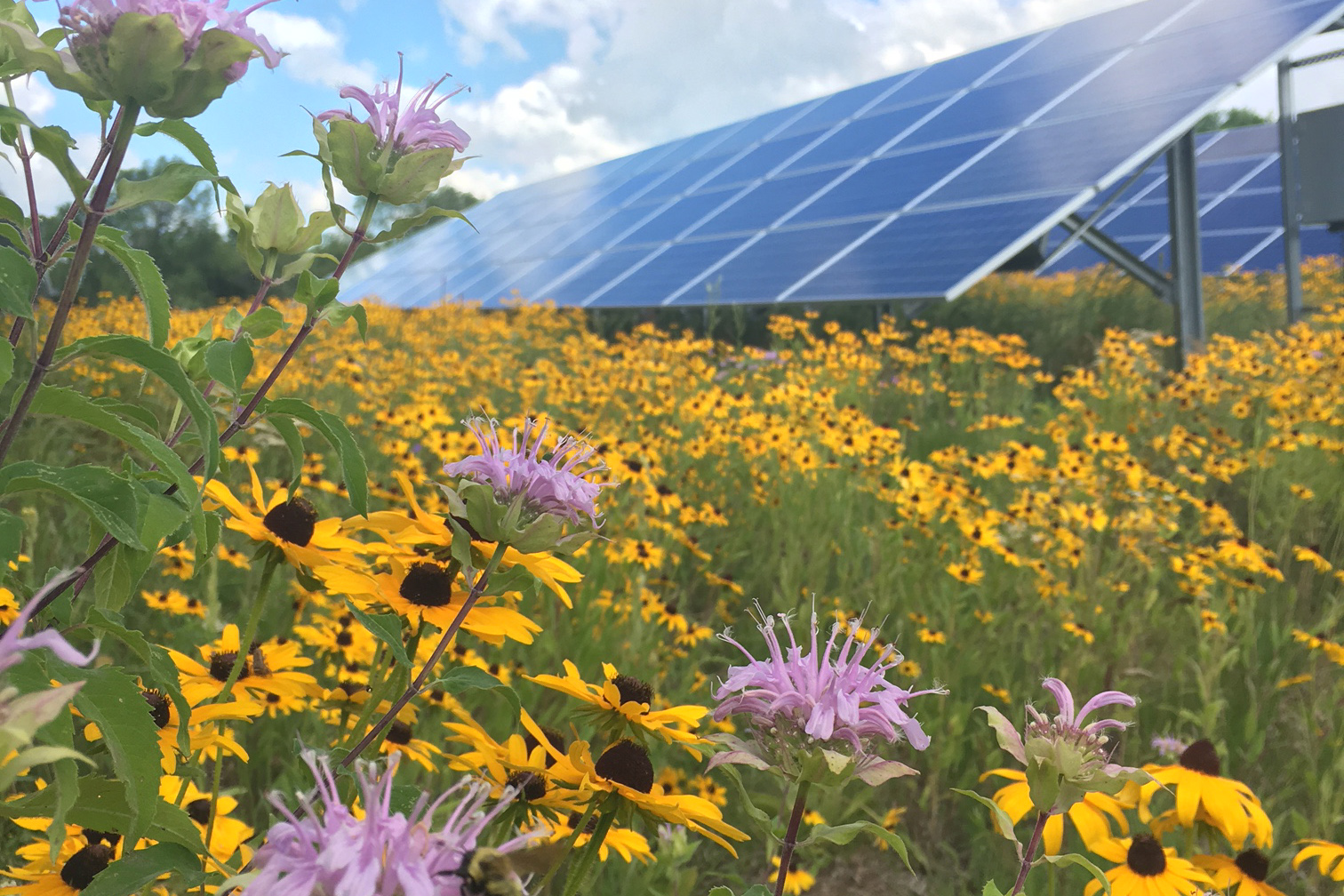 planting-the-seeds-for-solar-the-multiple-benefits-of-pollinator