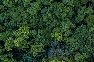 Climate Change Solutions