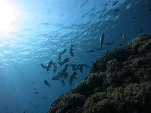 Ocean Fish